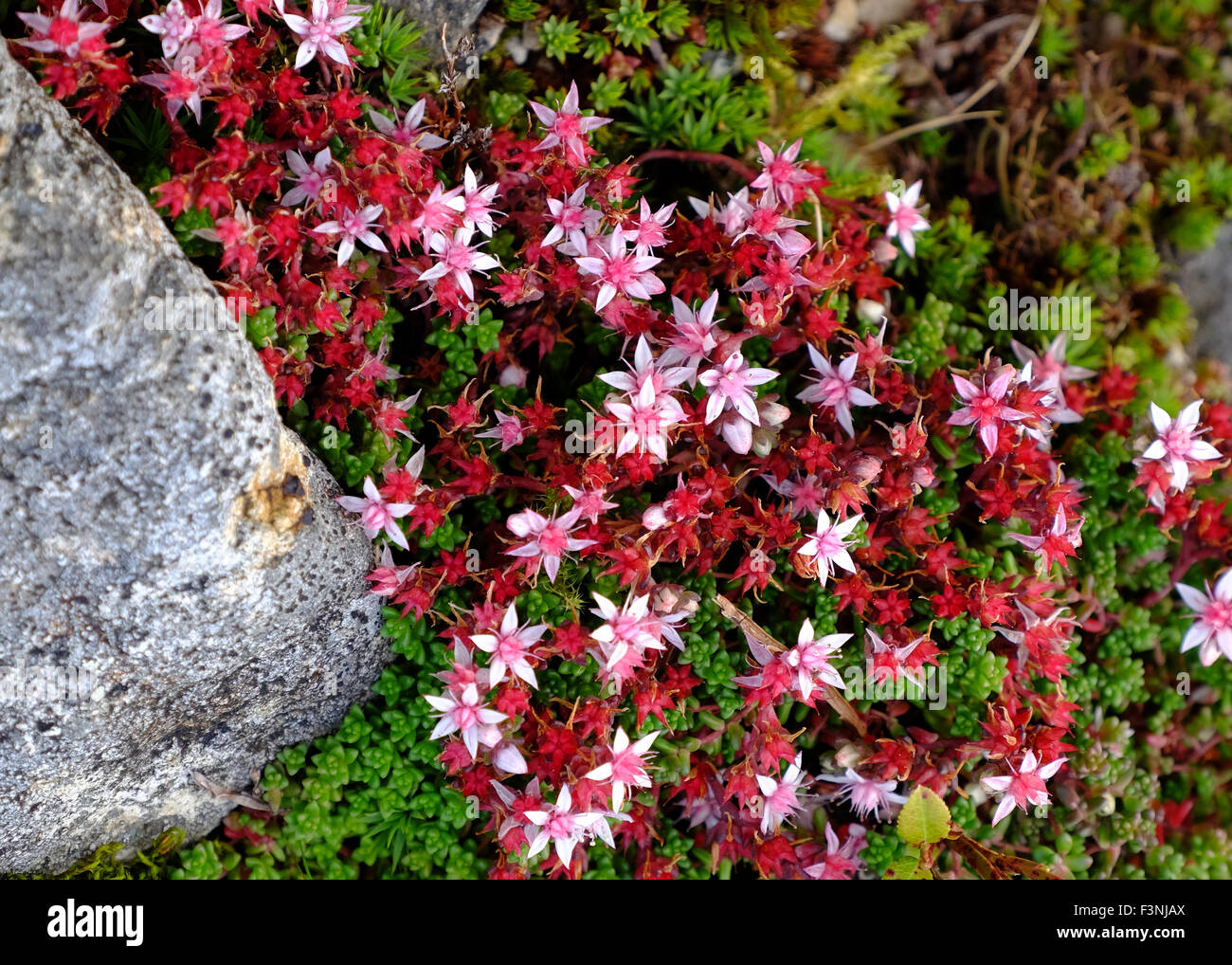 Sedum anglicum o inglese stonecrop cresce su Snowdonia lato montagna Foto Stock