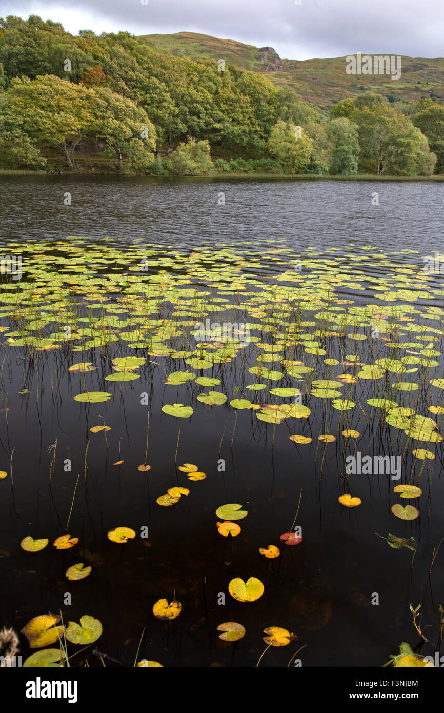 Water Lilies in autunno tempo su Llyn Tecwyn Isaf, Snowdonia National Park, North Wales UK Foto Stock