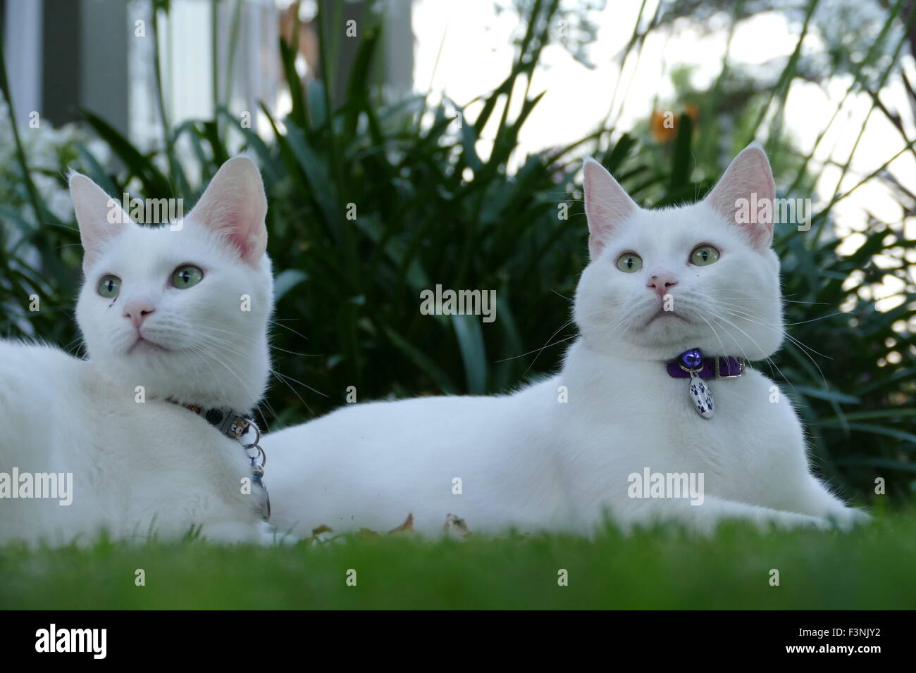 Gatti bianchi immagini e fotografie stock ad alta risoluzione - Alamy