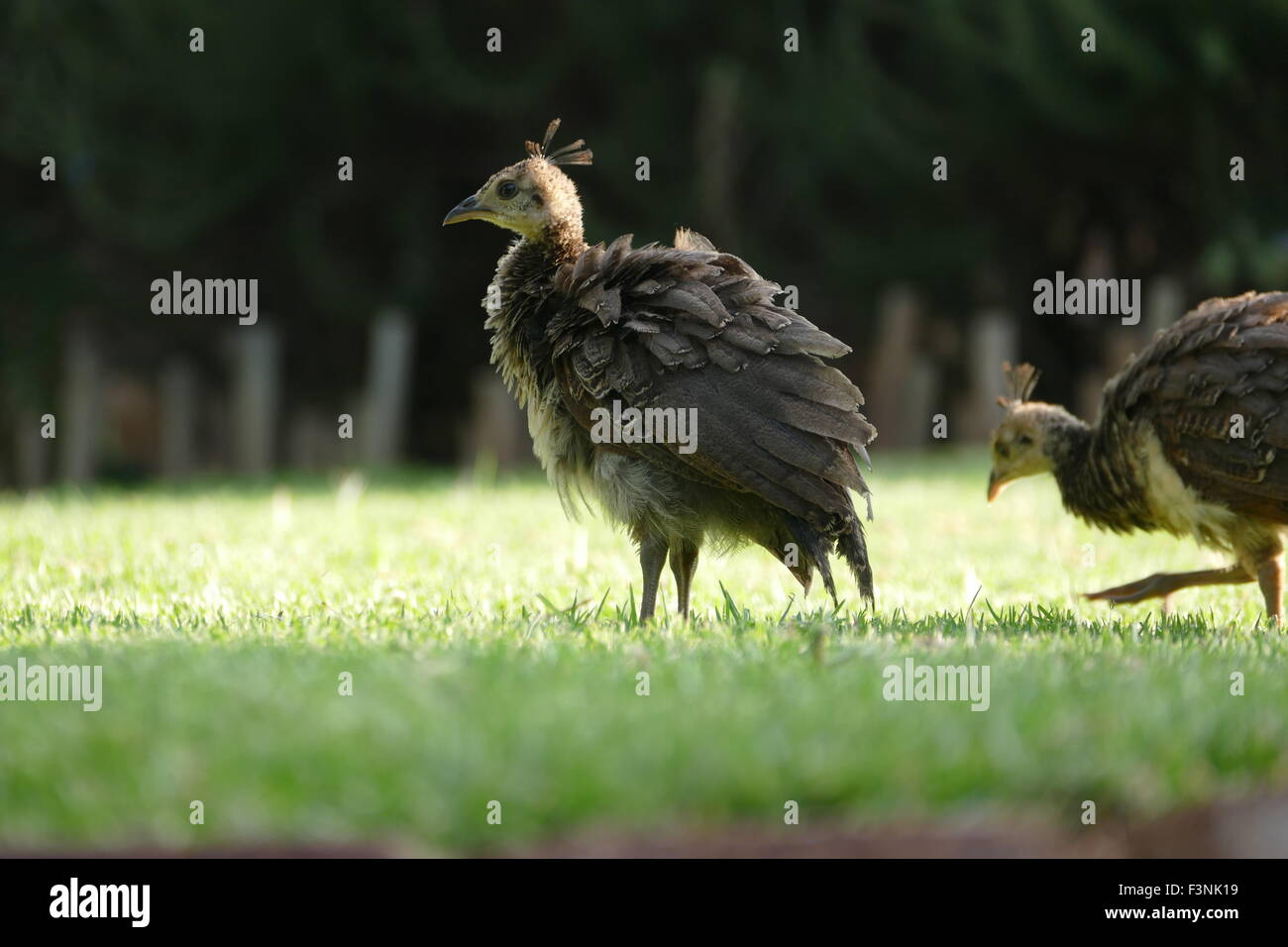 Due pulcini di Turchia Foto Stock