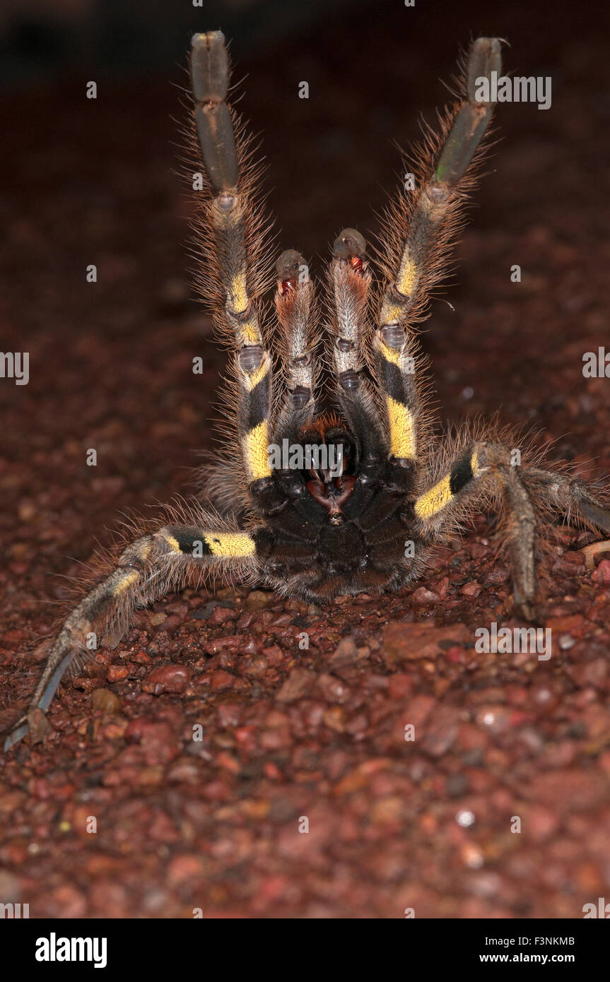 L'immagine di indiani ragno ornamentali ( Poecilotheria regalis ) è stato preso in Goa, India Foto Stock