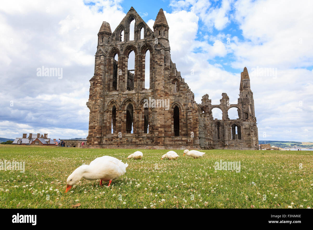 Le rovine di Whitby Abbey nello Yorkshire con anatre bianche che si nutrano in primo piano, Inghilterra Foto Stock