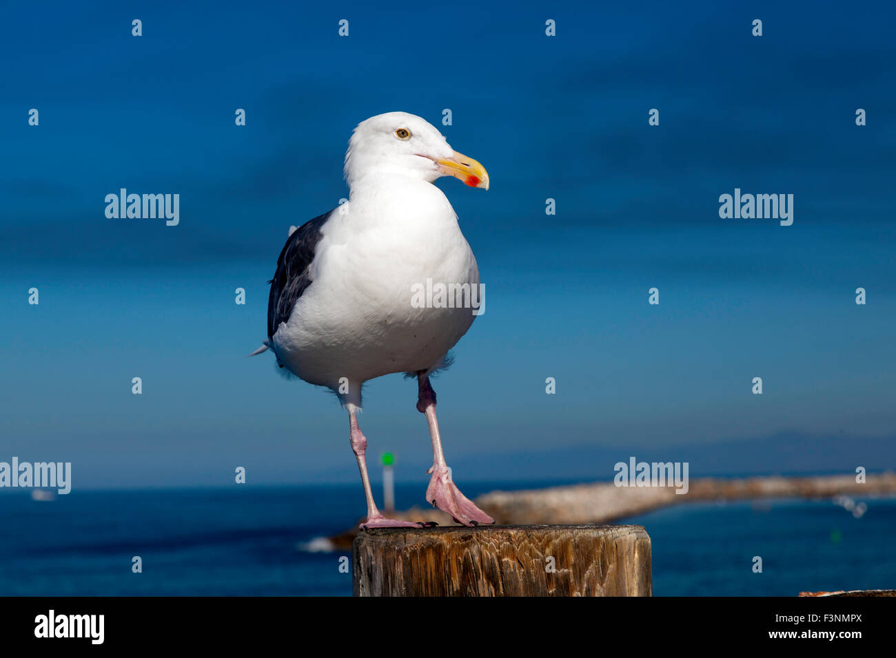 Close-up di Seagull a Redondo Beach in California vicino a Los Angeles Foto Stock