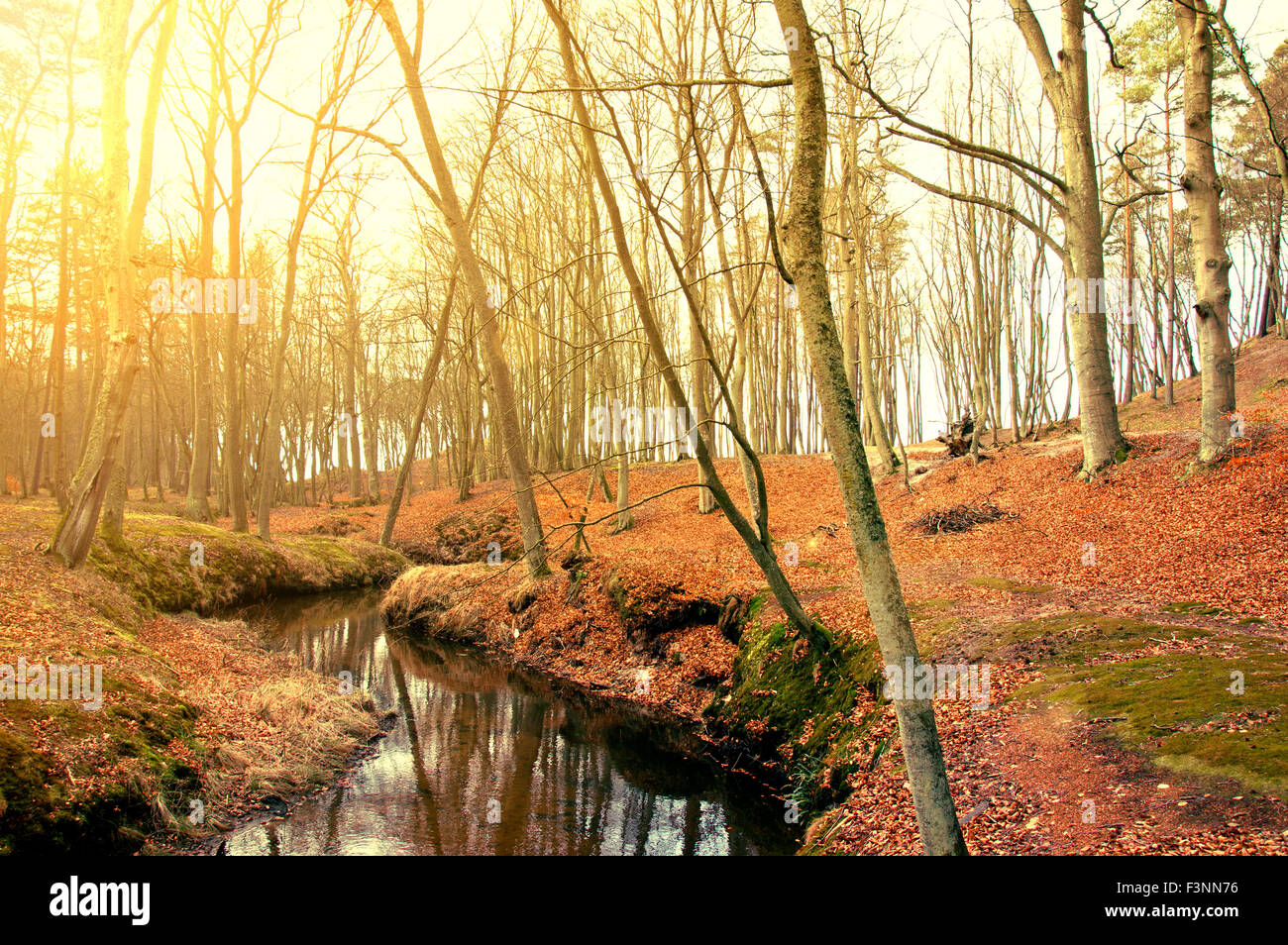 Scenario d'autunno. Splendido oro rientrano nel parco. Foto Stock