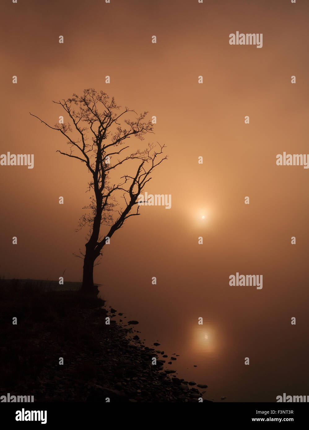 Alberi incantevoli nella nebbia di mattina quando il sole inizia a venire attraverso dalle sponde del Loch Ard nel Trossachs National Park Foto Stock
