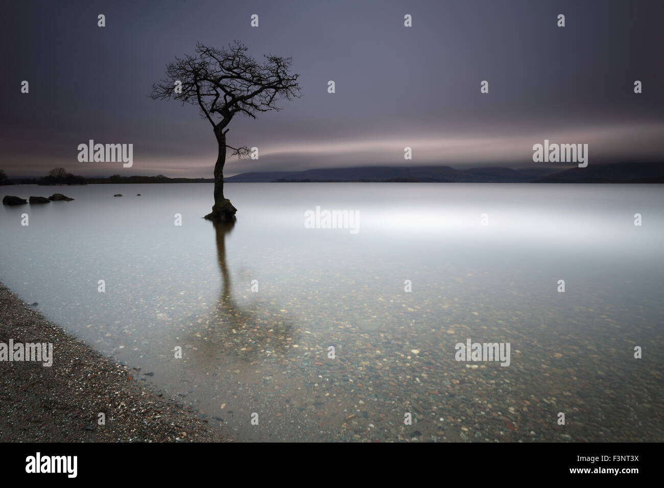 Baia Milarrochy parzialmente sommerso lone tree dalle sponde del Loch Lomond al tramonto Foto Stock