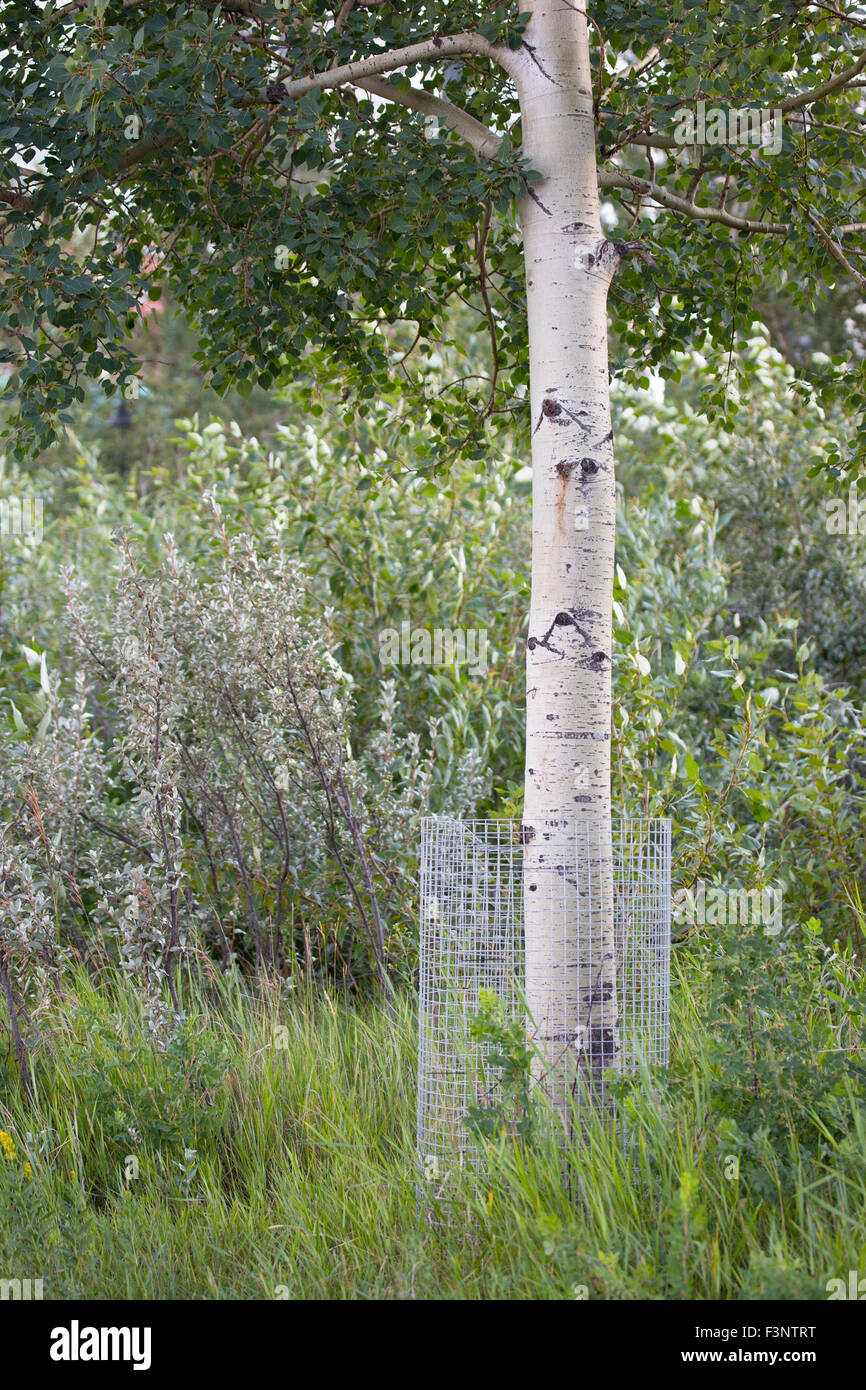Aspen Tree (Populus tremuloides) avvolto nel filo al riparo da castori nel parco della città Foto Stock