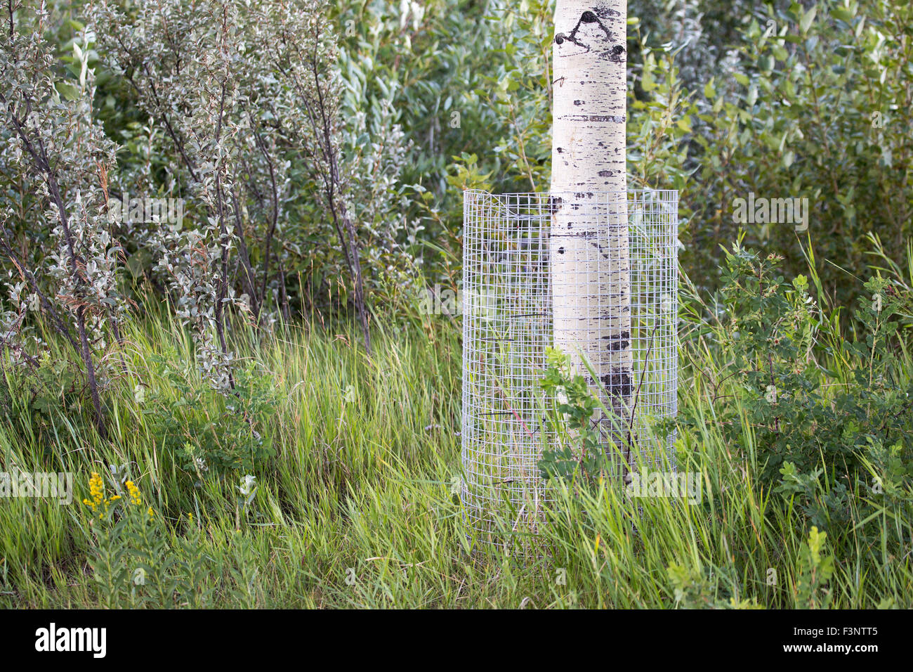 Tronco di Aspen (Populus tremuloides) avvolto in filo per proteggerlo da castori nel parco della città Foto Stock