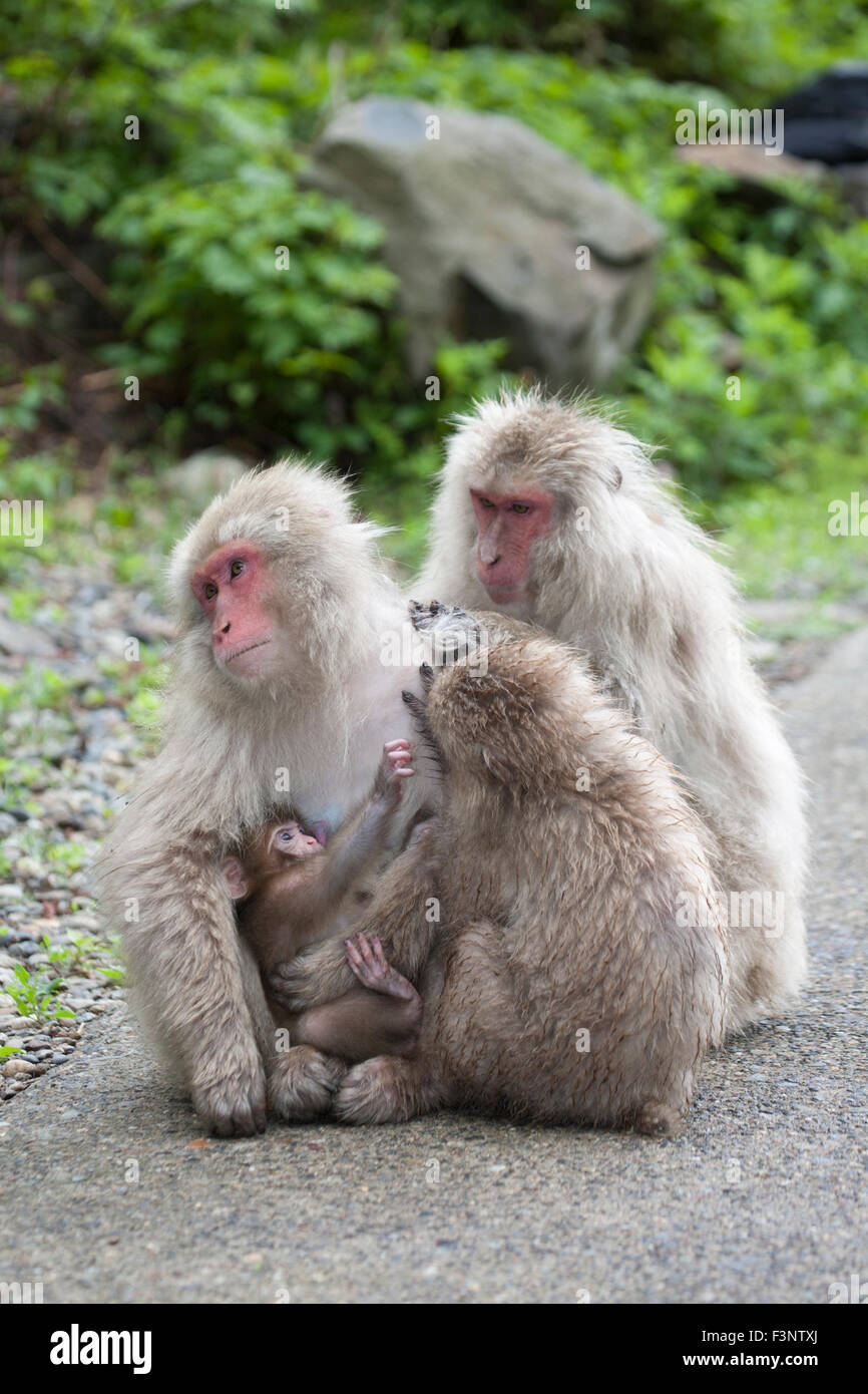 Macachi giapponesi selvatici (Macaca fuscata) che governano una madre con il bambino su un percorso in una riserva naturale giapponese, prefettura di Yamanouchi Nagano, Giappone Foto Stock