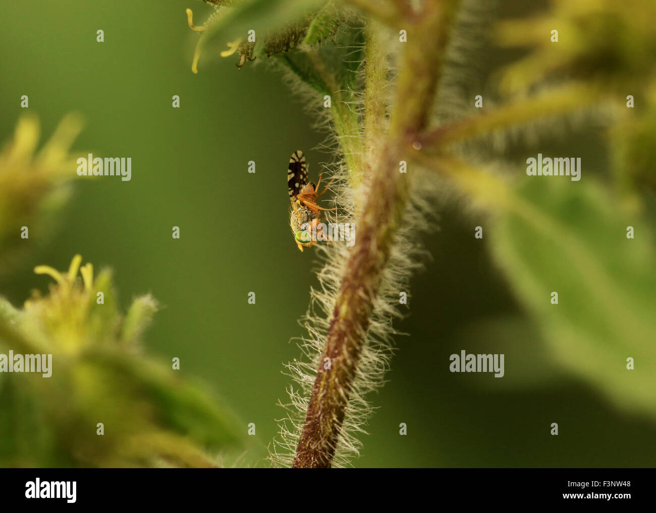 Robber fly arroccato su una foglia di Tucson in Arizona, AZ Foto Stock