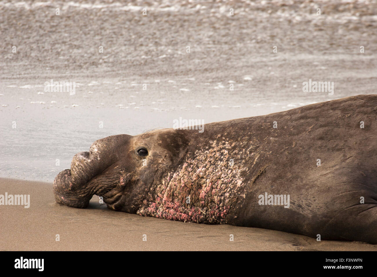 Northern guarnizione di elefante (Mirounga angustirostris) maschio dominante sulla spiaggia Foto Stock