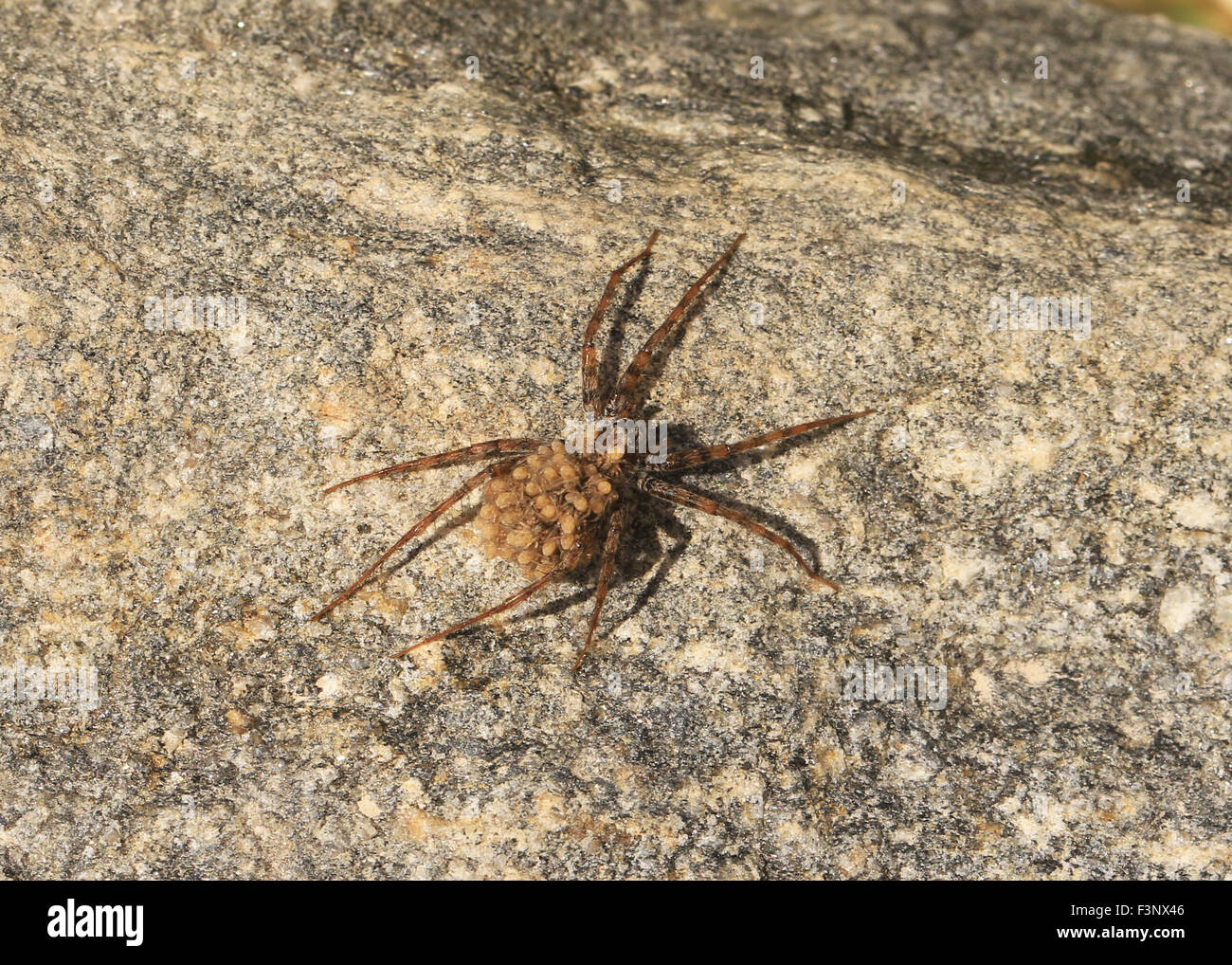 Zampe sottili wolf spider del genere Pardosa in Tucson, AZ, con spiderlings sul retro Foto Stock