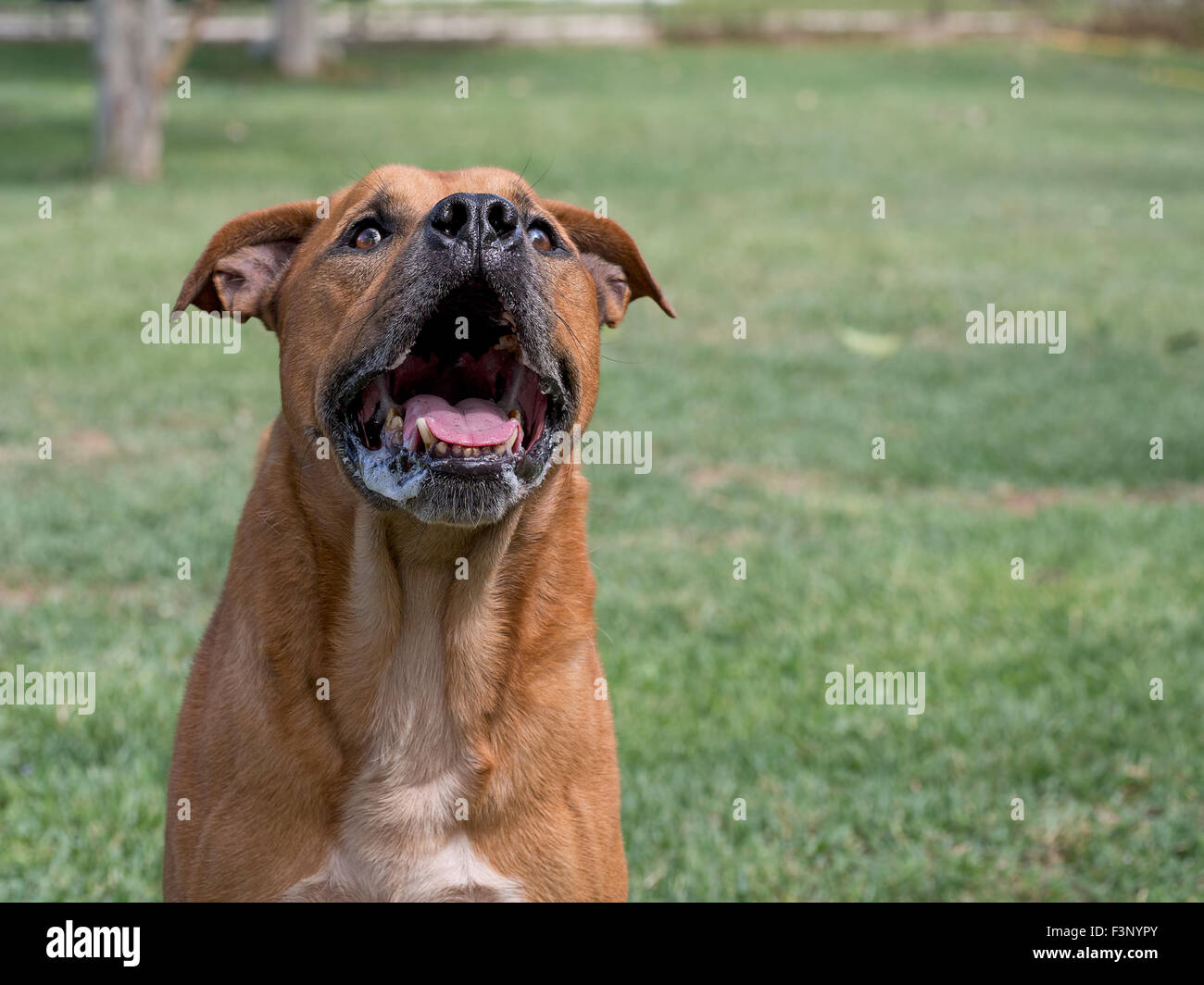 Cane che abbaia. Con sbavature! Guarda feroce ma era un Sweetie! Foto Stock