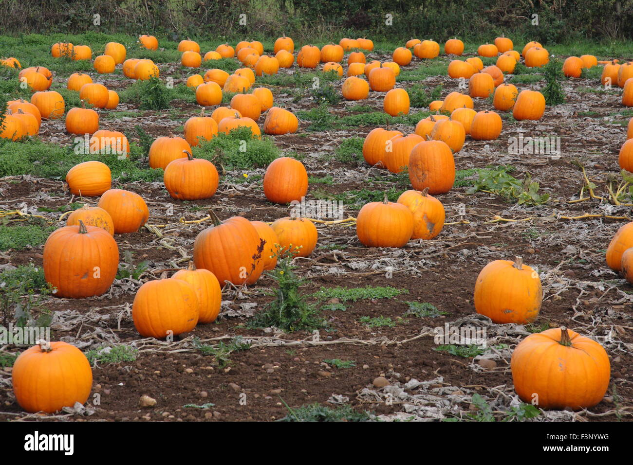 Le zucche crescono in una patch in un campo in una fattoria in inglese in preparazione per la festa di Halloween - Ottobre Foto Stock