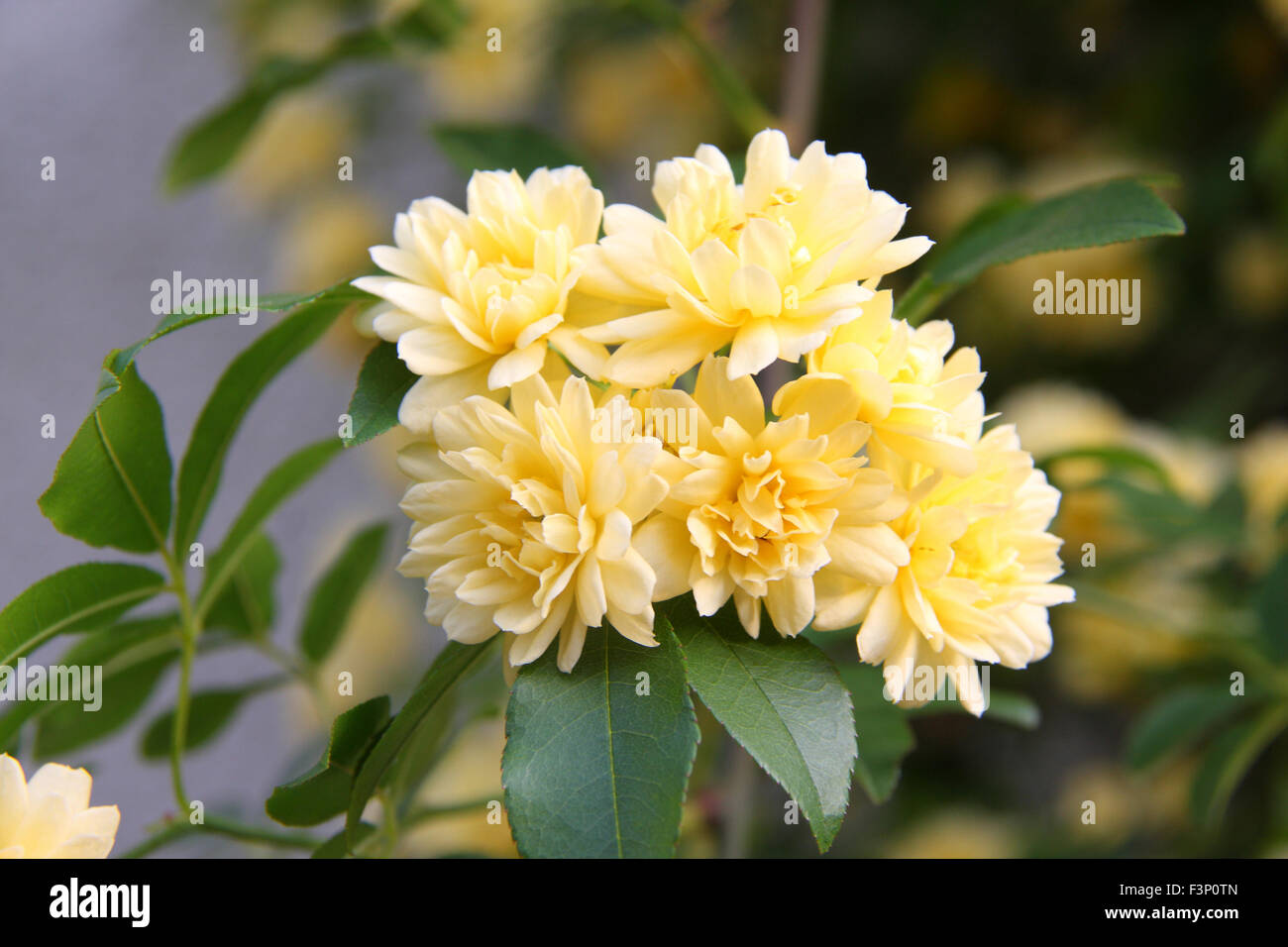 Banksia rosa (Rosa banksiae) Foto Stock