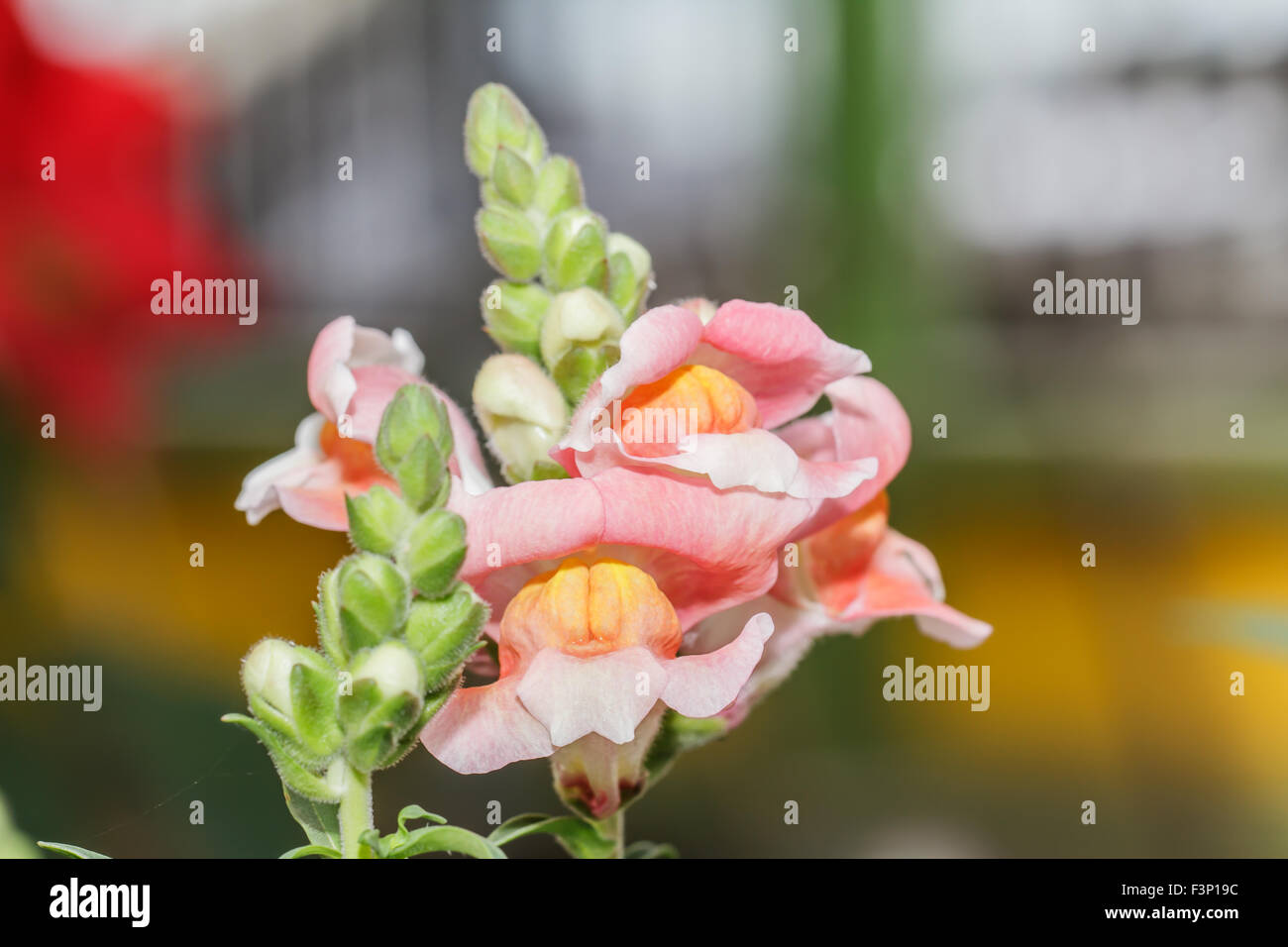 Fiori di bocca di leone Foto Stock