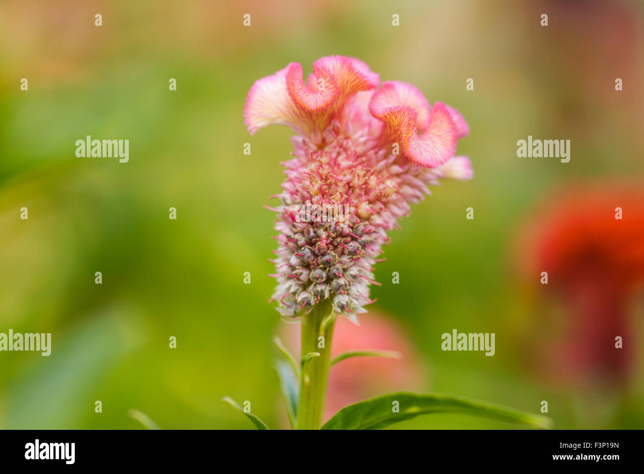 Cresta di gallo fiore Foto Stock