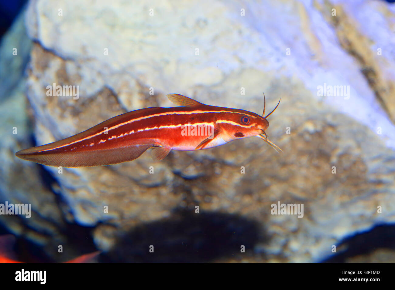 Giapponese Anguilla Lupo di mare (Plotosus japonicus) in Giappone Foto Stock