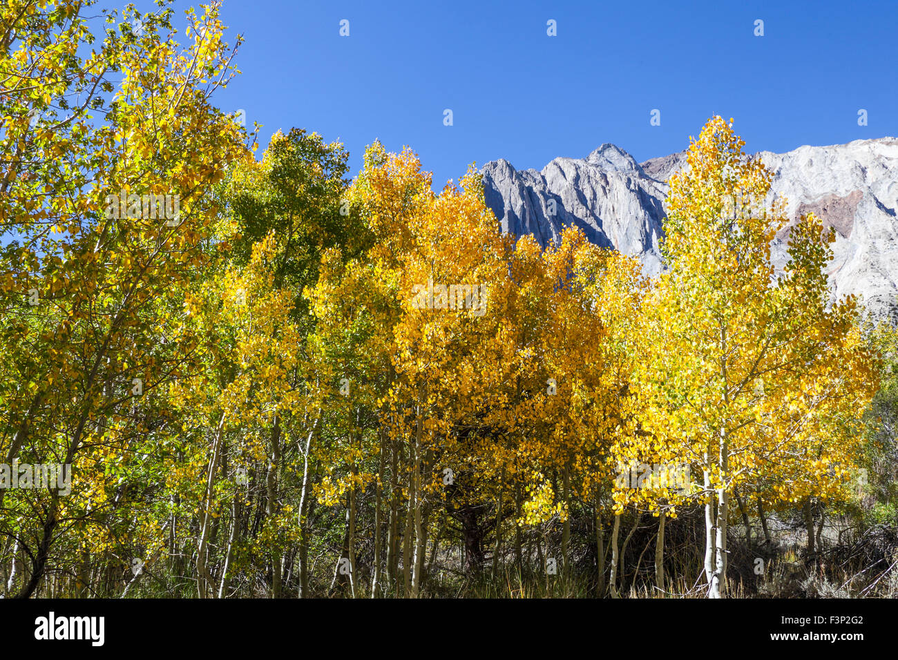 Colore di autunno dietro Convict lago nella Sierra orientale nei pressi di Mammoth Lakes Foto Stock