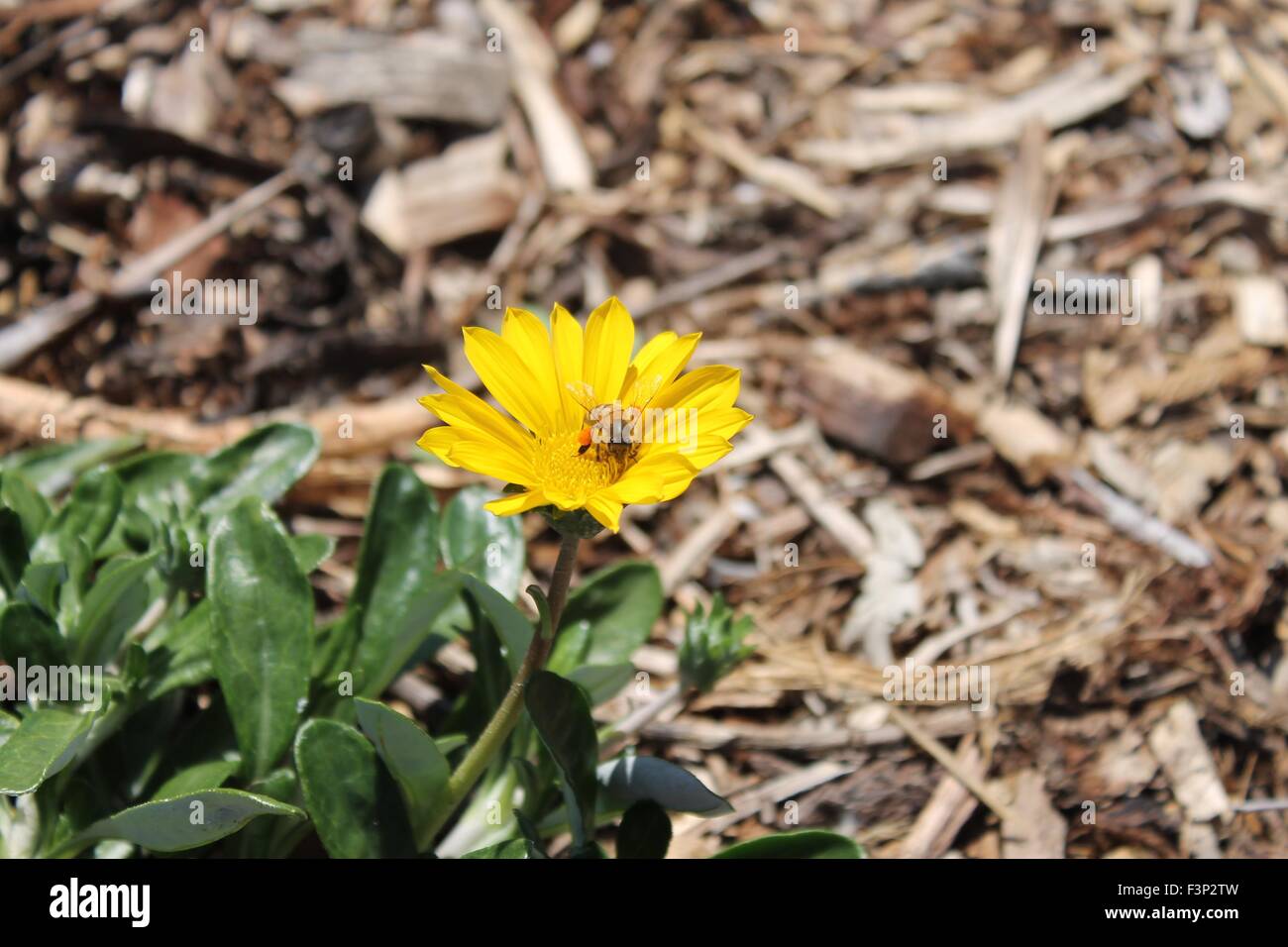 Bee in un fiore giallo Foto Stock