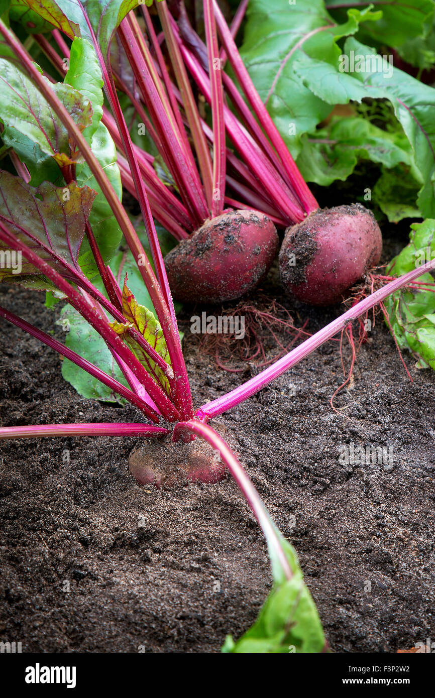 La barbabietola rossa nel terreno Foto Stock