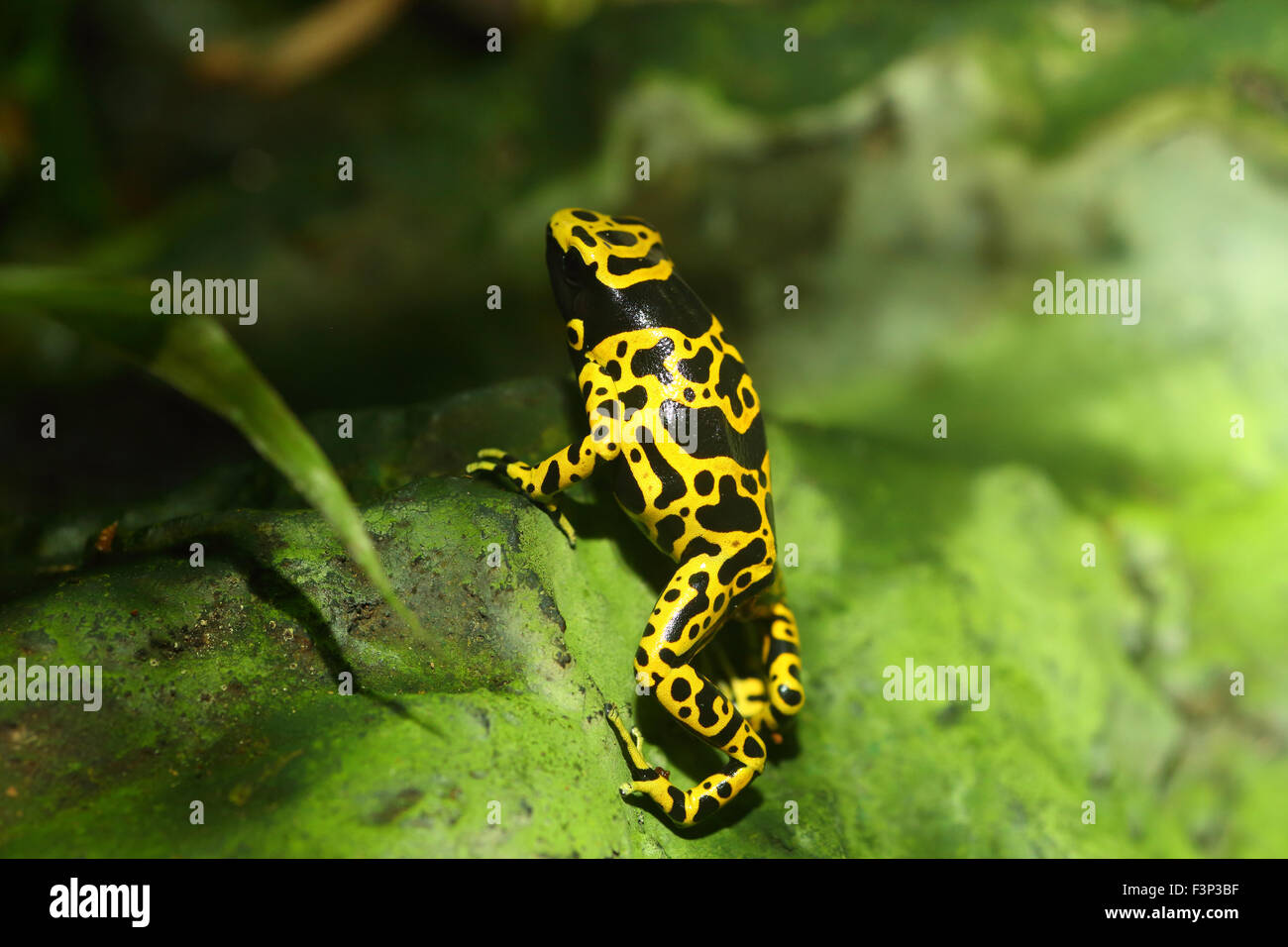 Giallo testa di veleno rana o giallo-nastrare poison dart (rana Dendrobates leucomelas) in Sud America Foto Stock