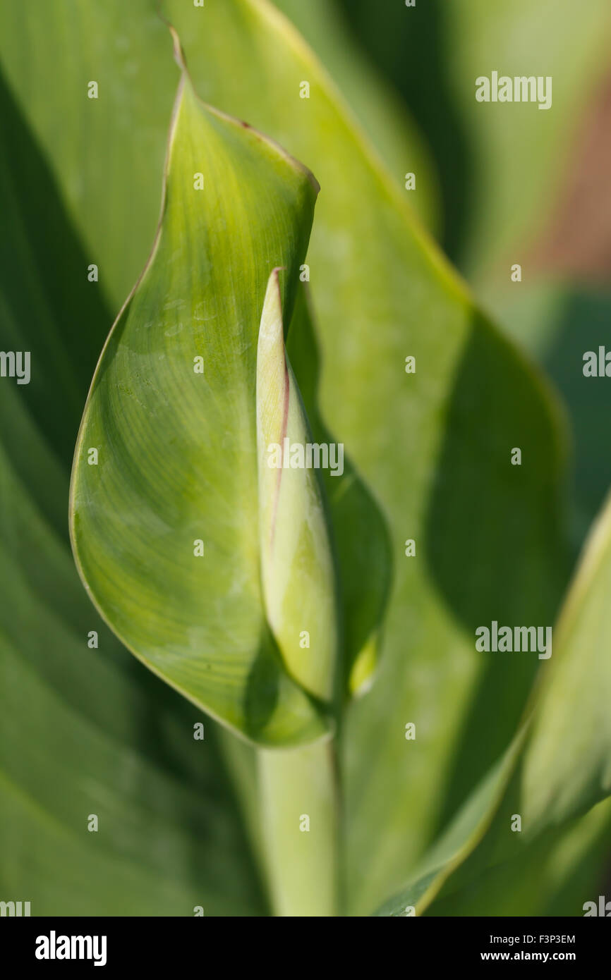 Canna giglio Foglia in giardino Foto Stock