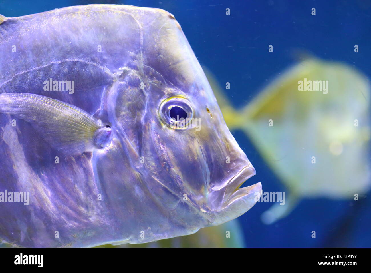 Ritratto di due nuoto silver look-down pompano pesci nel buio profondo acqua di mare Foto Stock