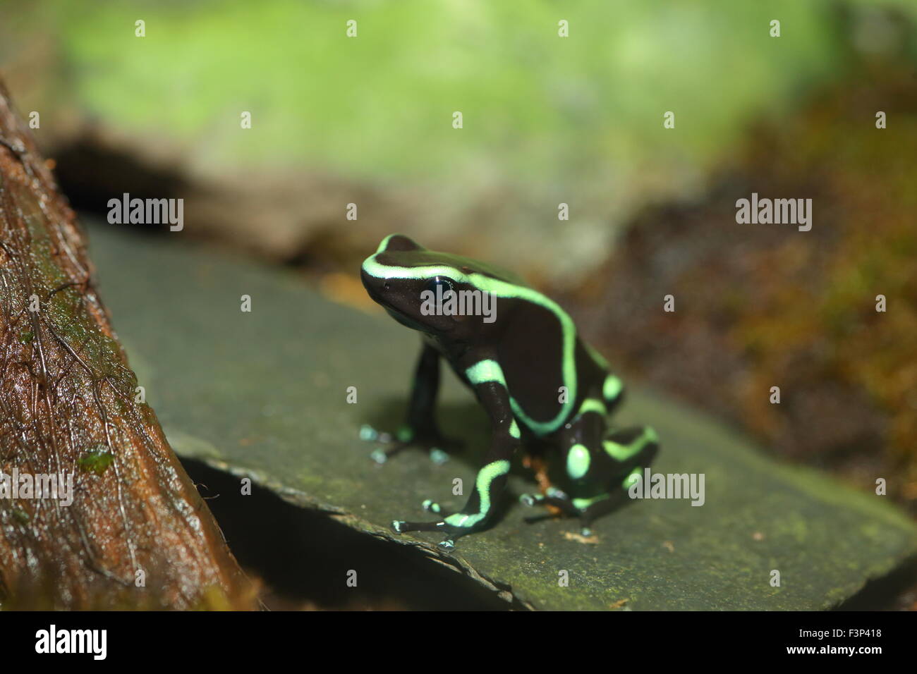 A tre strisce Poison Dart Frog (Epipedobates tricolore) Foto Stock