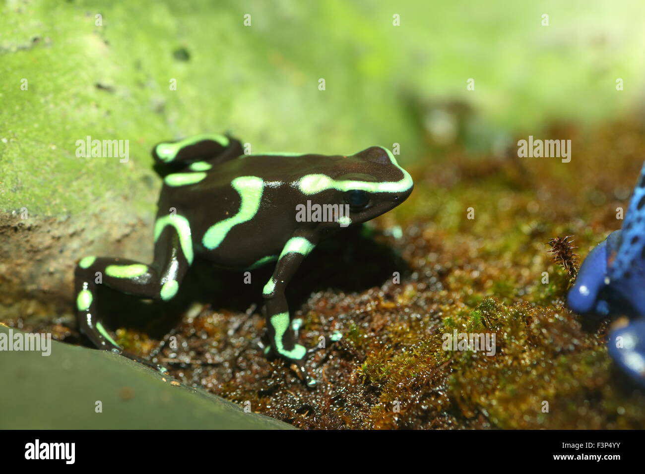 A tre strisce Poison Dart Frog (Epipedobates tricolore) Foto Stock