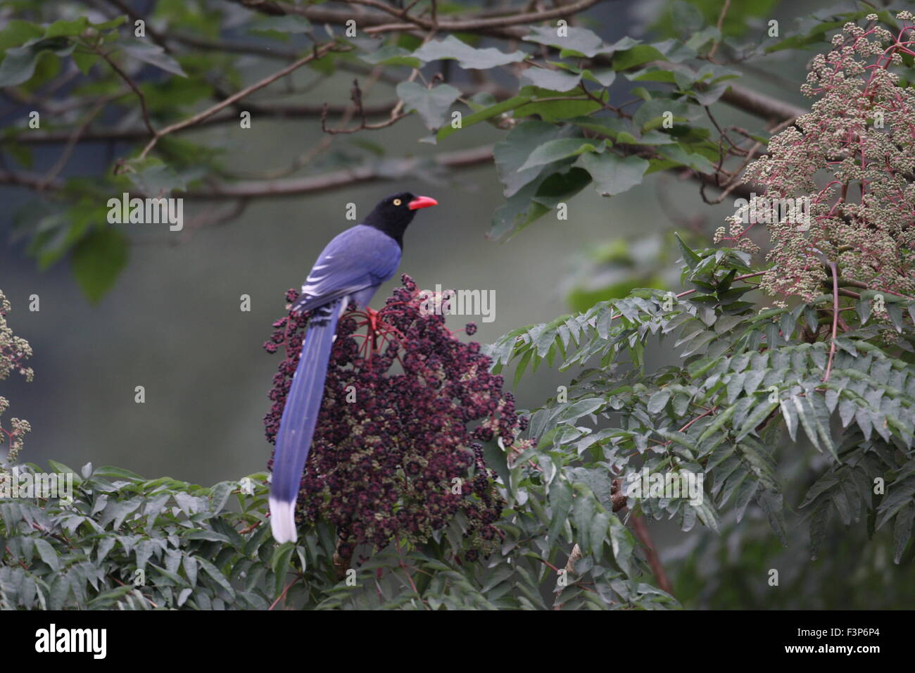 Blu Formosan Gazza o Taiwan Gazza (Urocissa caerulea) in Taiwan Foto Stock