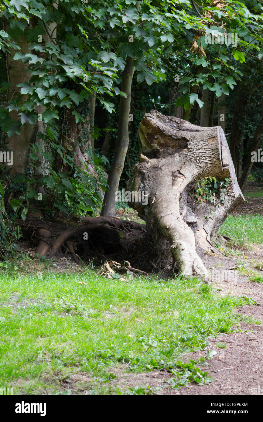 Albero danneggiato da una tempesta potente Foto Stock