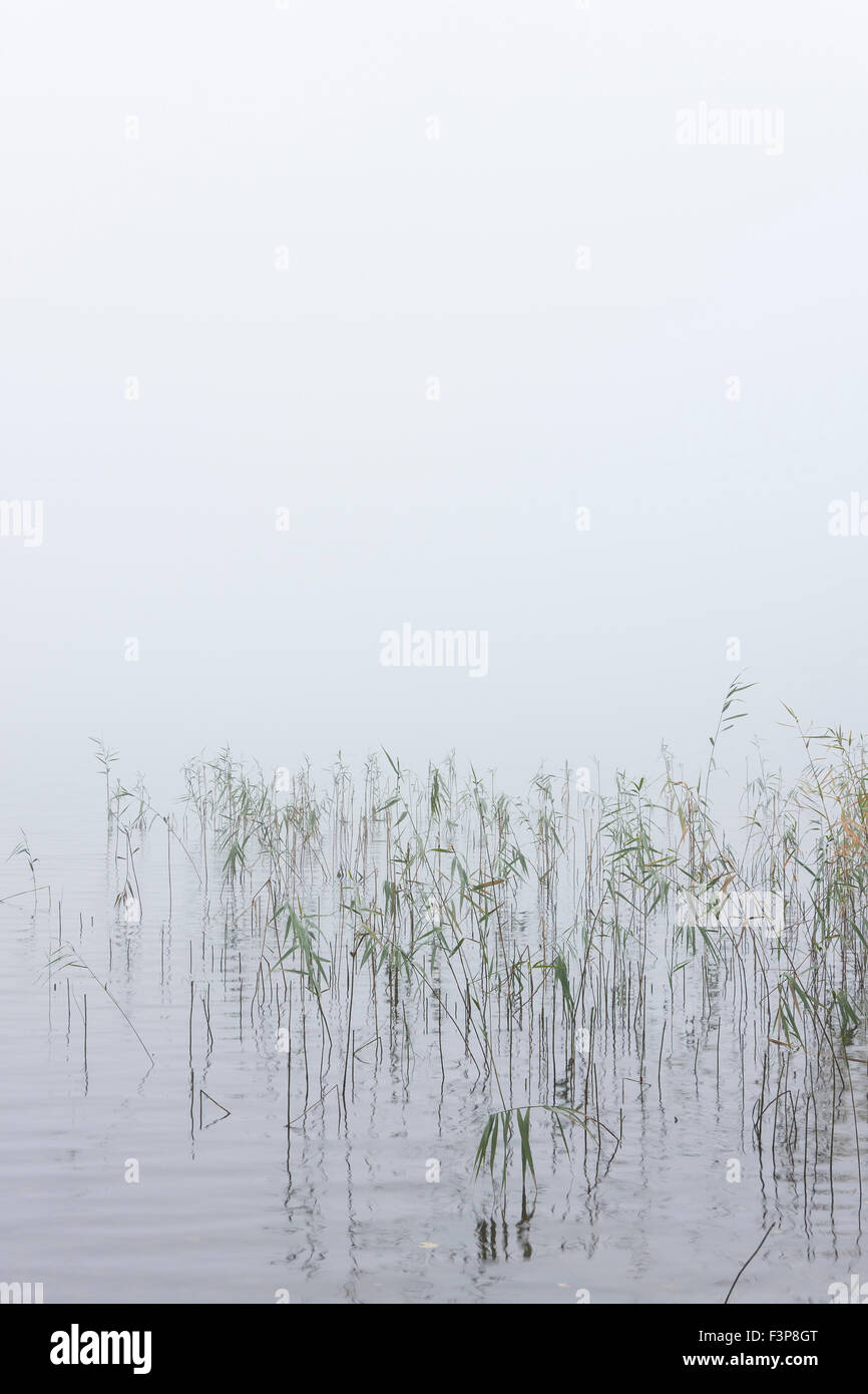 Giunco di palude in acqua su un molto tempo nebbioso Foto Stock