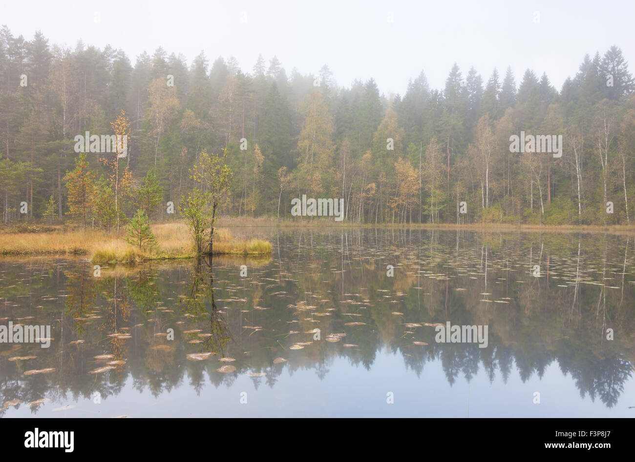 Foresta di autunno nella nebbia a bordo lago o la costa Foto Stock