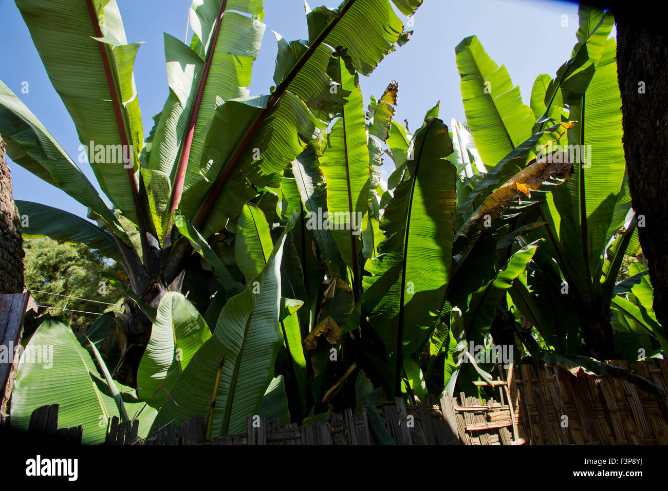 Africa, Etiopia, regione dell'Omo, Chencha, villaggio Dorze l'infruttuoso piante di banana. Queste foglie sono l' ingrediente principale in basso Foto Stock