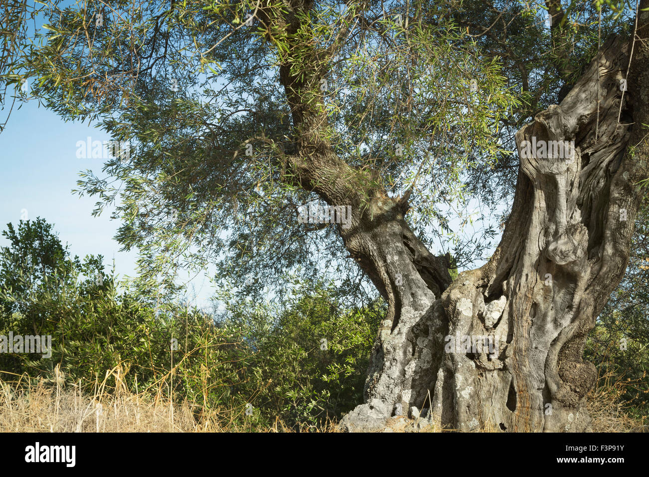 Antico olivo. Foto Stock