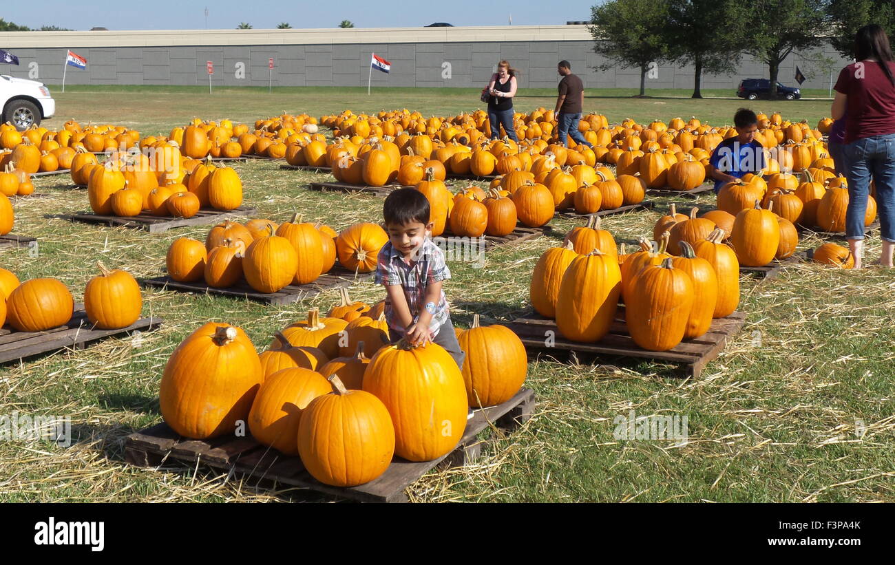 Houston, Stati Uniti d'America. 10 ottobre, 2015. Un bambino è attratto da una zucca al 9° pumpkin patch in Fort Bend County, vicino a Houston, Texas, Stati Uniti, 10 ottobre, 2015. Credito: Zhang Yongxing/Xinhua/Alamy Live News Foto Stock