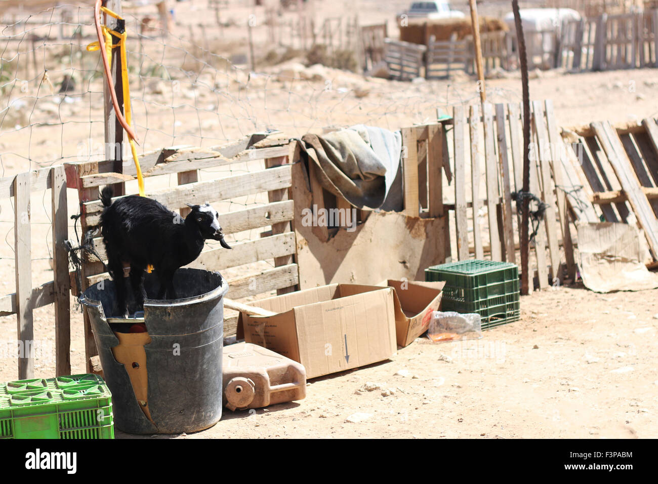 Israele nel deserto del Negev. Un allevamento di capre in un riconosciuto, Beduin Shanty township Foto Stock