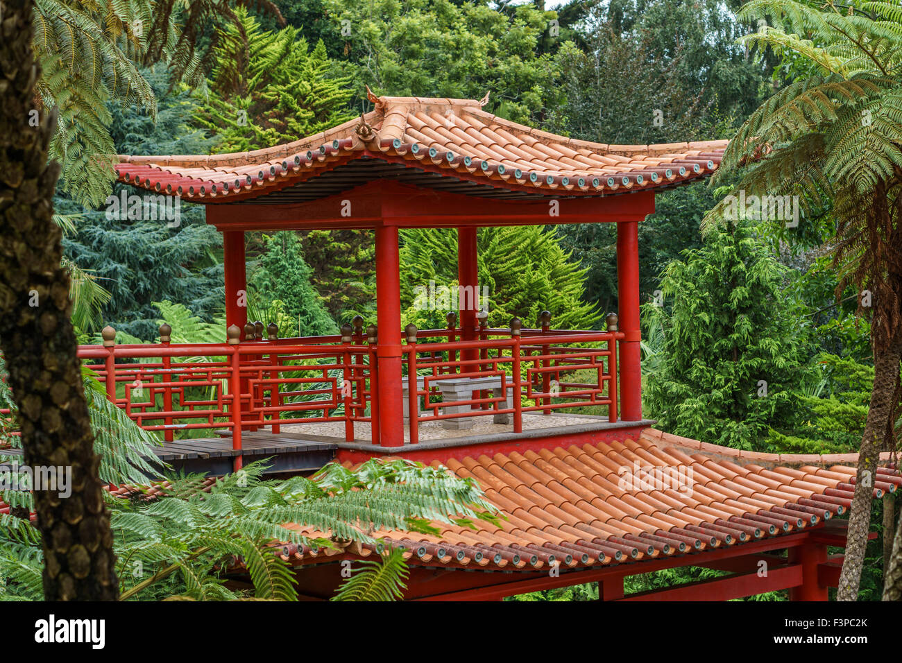 Angolo asiatici in Madeira giardino tropicale Foto Stock