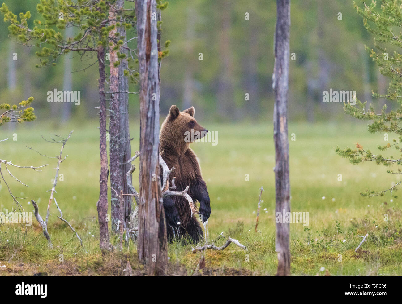 Orso bruno Ursus arctos, in piedi sulla sua schiena gambe e guardando il lato, Kuhmo, in Finlandia Foto Stock