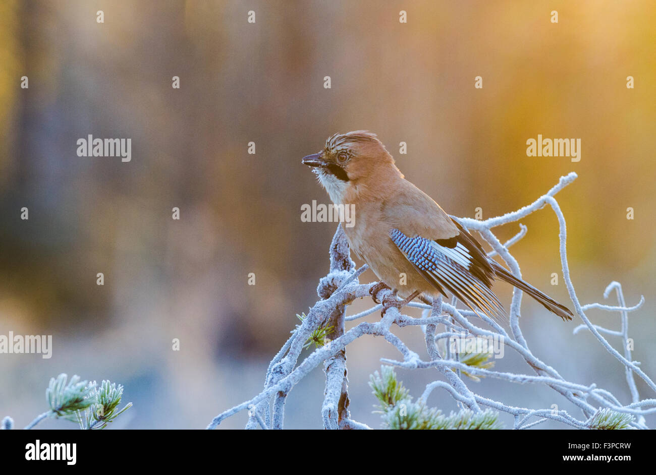 Eurasian Jay Garrulus glandarius, seduti in un gelido pino in una luce calda, Kalvträsk, Västerbotten, Svezia Foto Stock