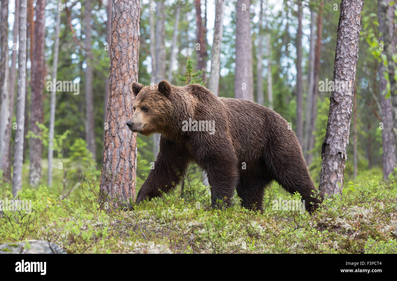 Orso bruno Ursus arctos, passeggiate nella fitta foresta di pini attorno e muschio e blue berry boccole, Kuhmo, in Finlandia Foto Stock