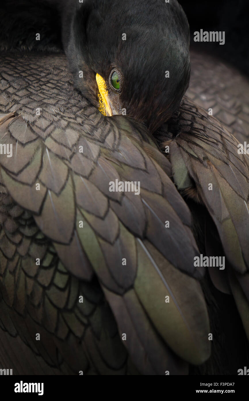 Il marangone dal ciuffo (phalacrocorax aristotelis) di appoggio. Il vincitore del British Wildlife Photographer Awards (BWPA) 2014 - Ritratto di categoria. Foto Stock