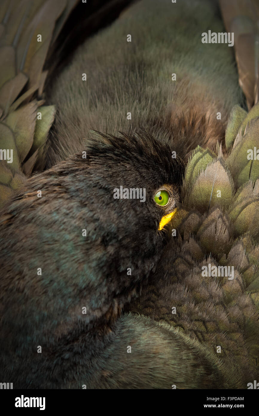 Il marangone dal ciuffo (phalacrocorax aristotelis) di appoggio Foto Stock