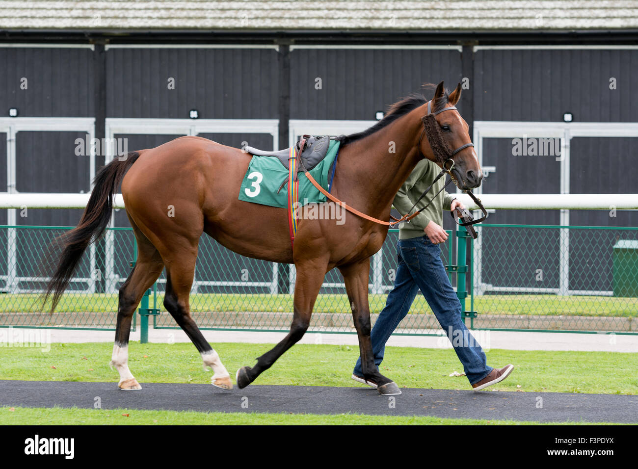 Led di cavallo in pre-parade ring a Towcester gare, Northamptonshire, England, Regno Unito Foto Stock