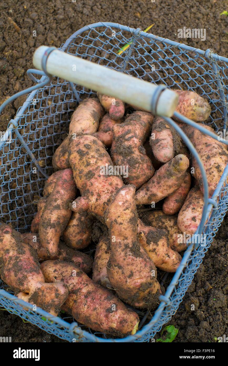 Solanum tuberosum L - 'Rosa abete" Apple Foto Stock