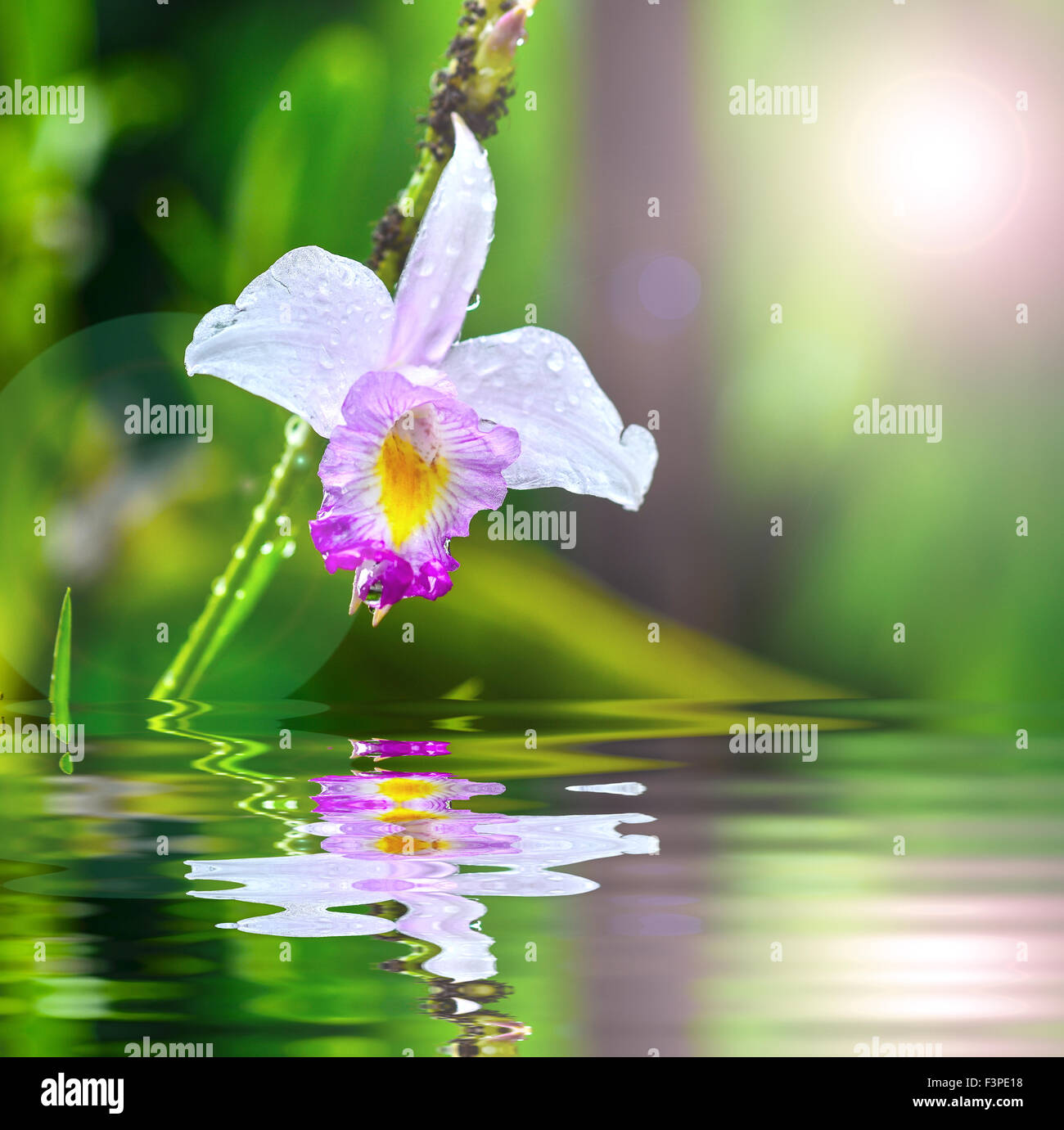 Luminose orchidea viola con gocce di acqua Foto Stock