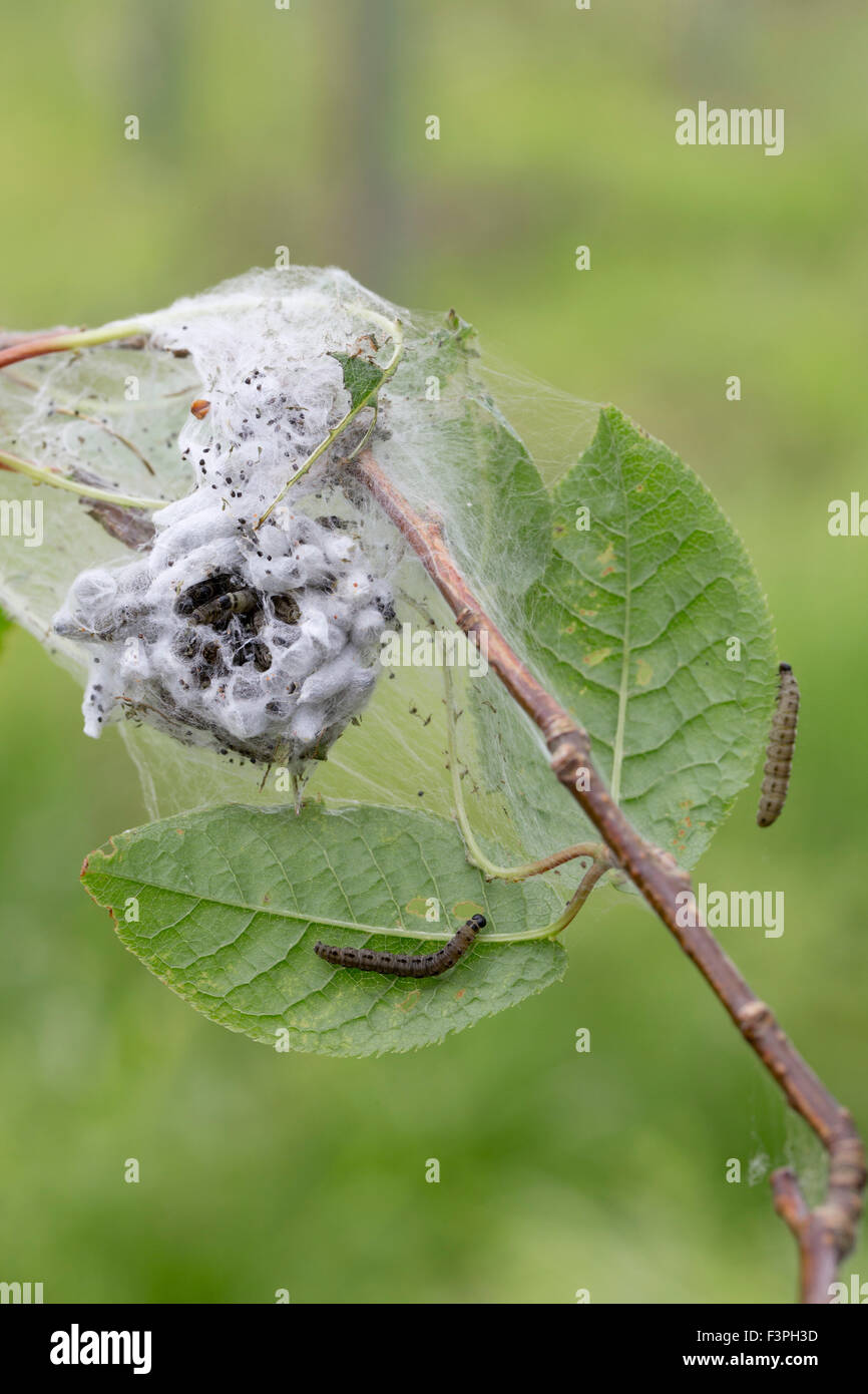 Bird Cherry Ermellino Moth Caterpillar; Yponomeuta evonymella; estate; Regno Unito Foto Stock