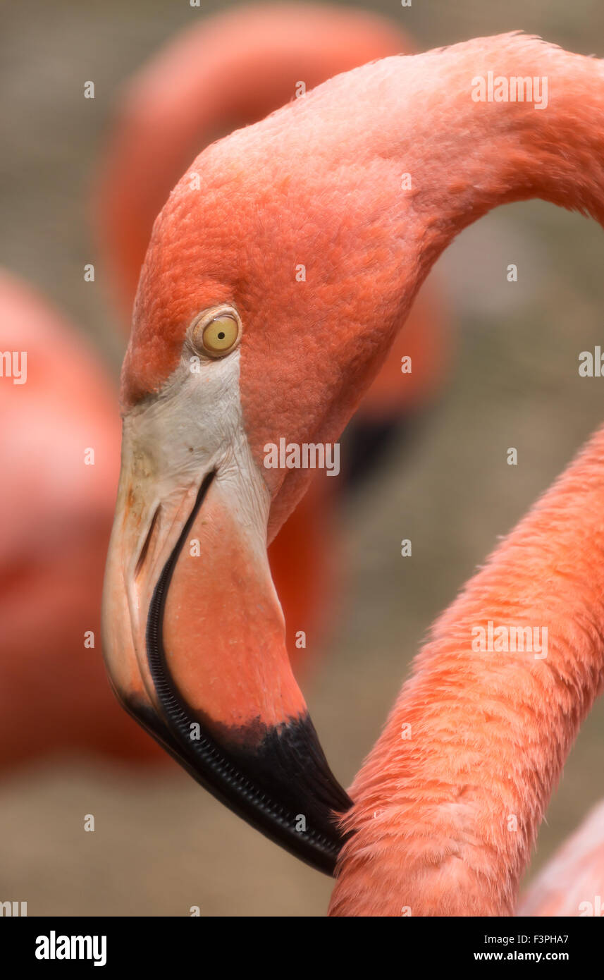 Flamingo in lo Zoo Nazionale di Washington DC. Foto Stock