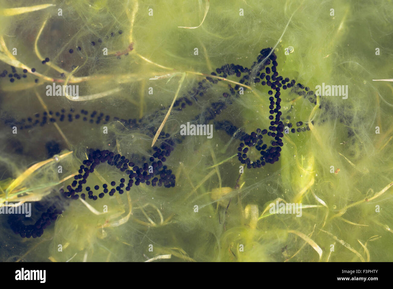 Toad Spawn; Bufo bufo Cornwall, Regno Unito Foto Stock